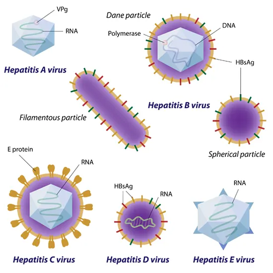 Hepatitis A and B- Symptoms, Causes Treatment & Diagnosis